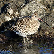 Eurasian Curlew