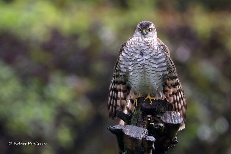 Eurasian Sparrowhawk