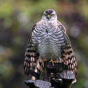 Eurasian Sparrowhawk