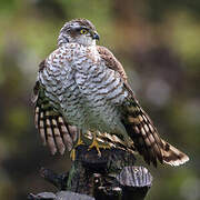 Eurasian Sparrowhawk