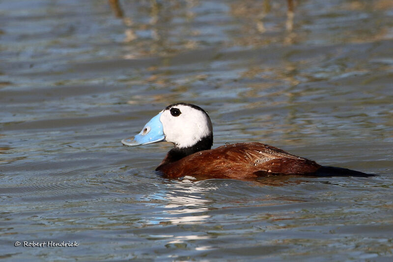 White-headed Duck