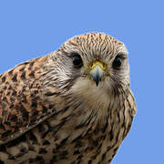 Common Kestrel