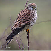 Common Kestrel