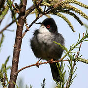 Sardinian Warbler