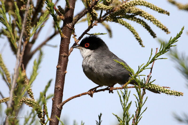 Sardinian Warbler