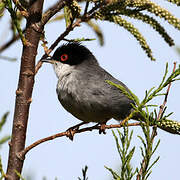 Sardinian Warbler