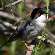 Sardinian Warbler