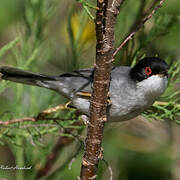 Sardinian Warbler