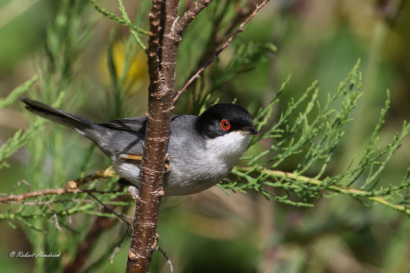 Sardinian Warbler