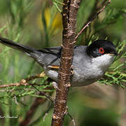 Sardinian Warbler