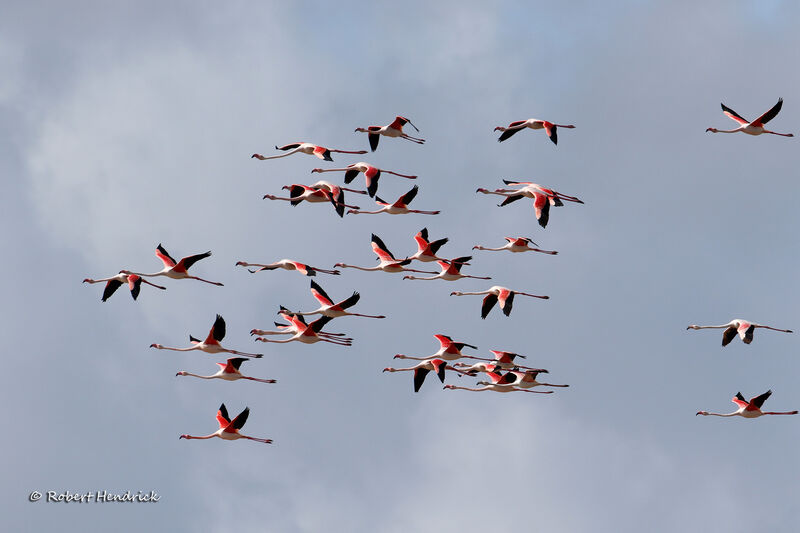 Flamant rose