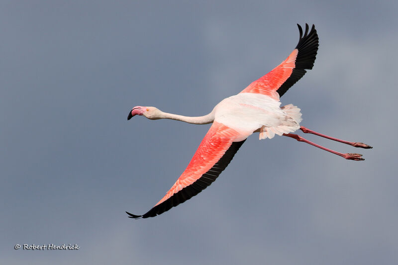 Flamant rose