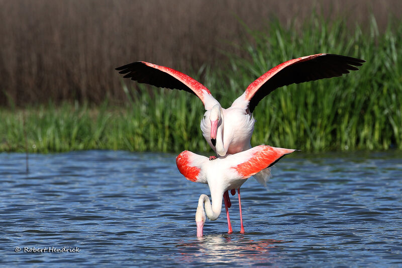 Flamant rose