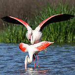 Flamant rose