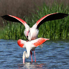 Flamant rose