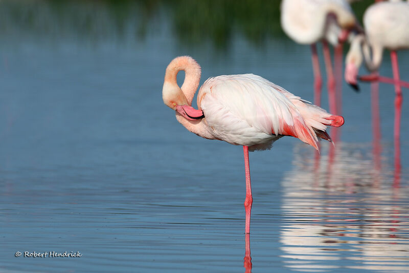 Flamant rose