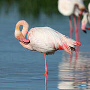 Flamant rose