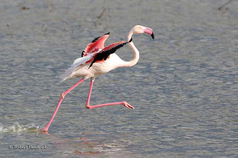 Flamant rose