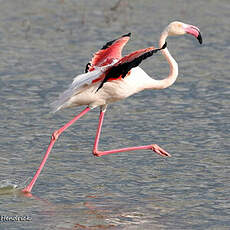 Flamant rose