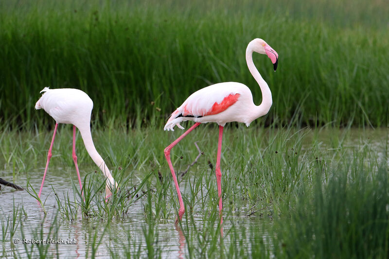 Flamant rose