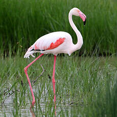 Flamant rose