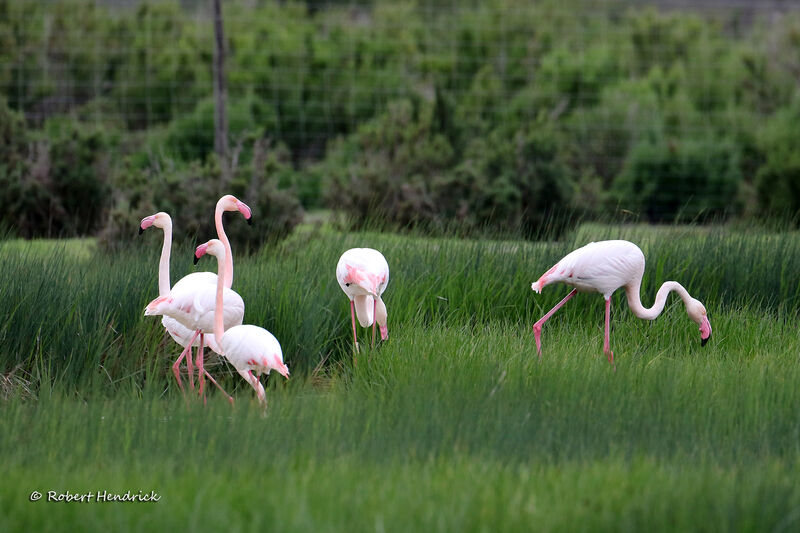 Flamant rose