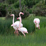 Flamant rose