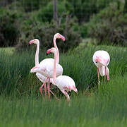 Flamant rose