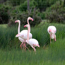 Flamant rose