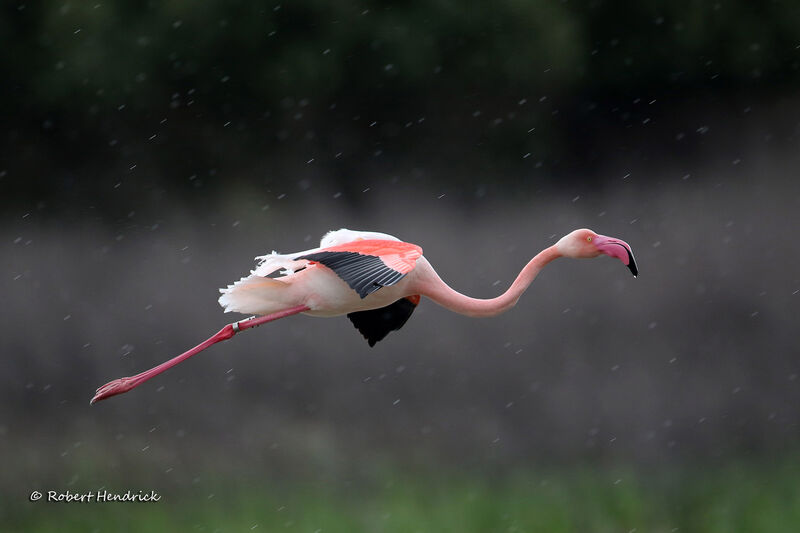 Flamant rose