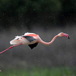 Flamant rose