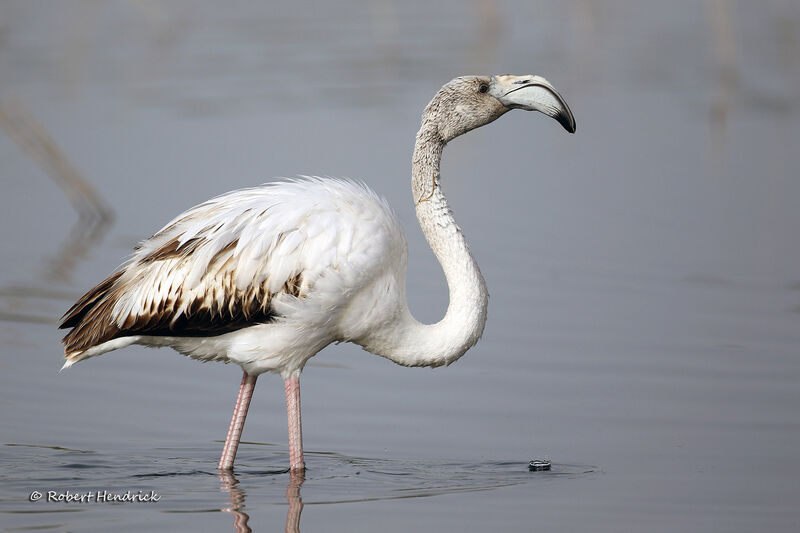 Flamant rose