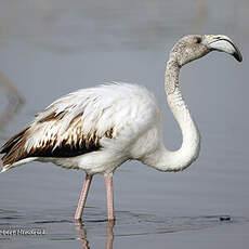 Flamant rose