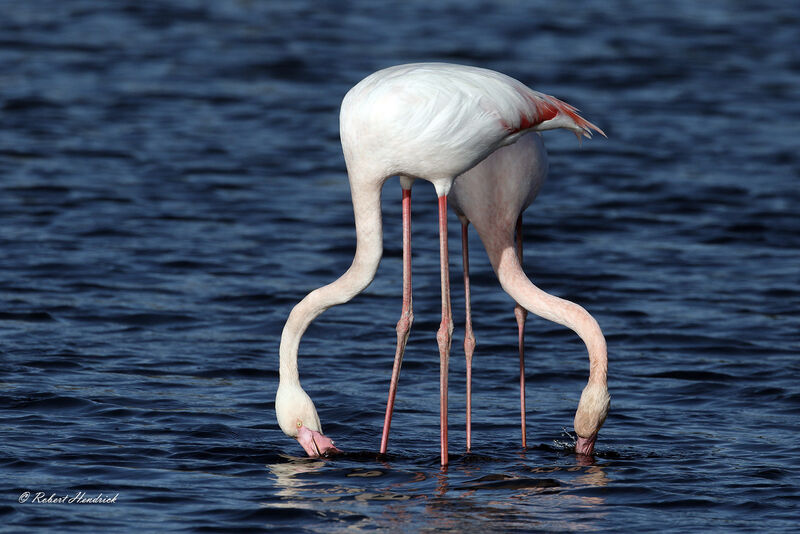 Flamant rose