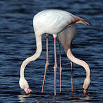 Flamant rose