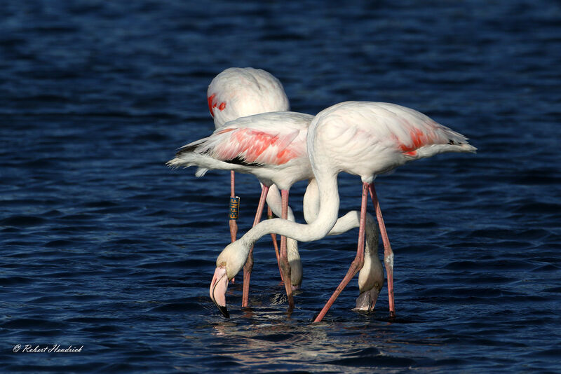 Flamant rose