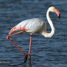 Flamant rose