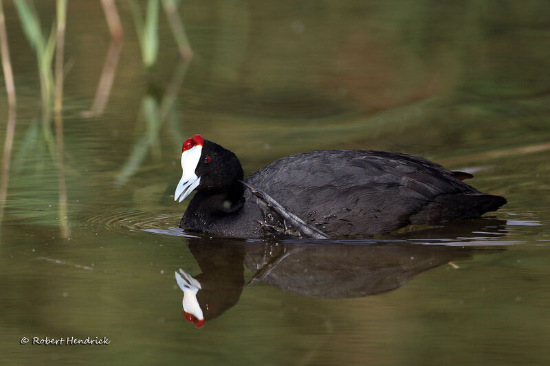 Red-knobbed Coot