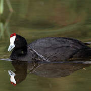 Red-knobbed Coot