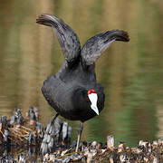 Red-knobbed Coot