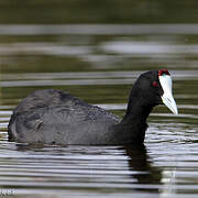 Red-knobbed Coot