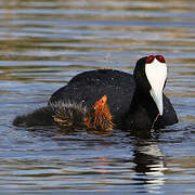 Red-knobbed Coot