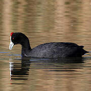 Red-knobbed Coot