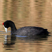 Red-knobbed Coot