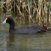 Red-knobbed Coot