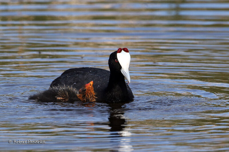 Red-knobbed Coot