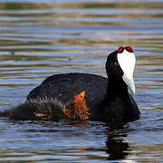 Red-knobbed Coot