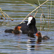 Red-knobbed Coot