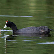 Red-knobbed Coot