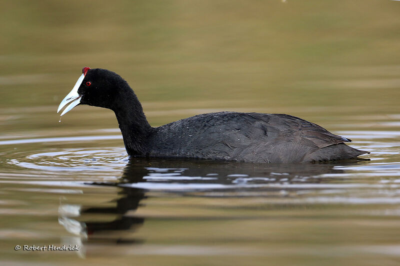 Red-knobbed Coot